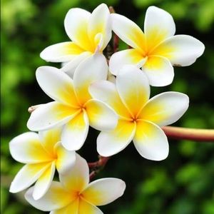 Meet your Posher, Joy